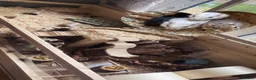 Gerbil rodents for sale: 4x Friendly Gerbils with huge cage full set up  - Advert 2