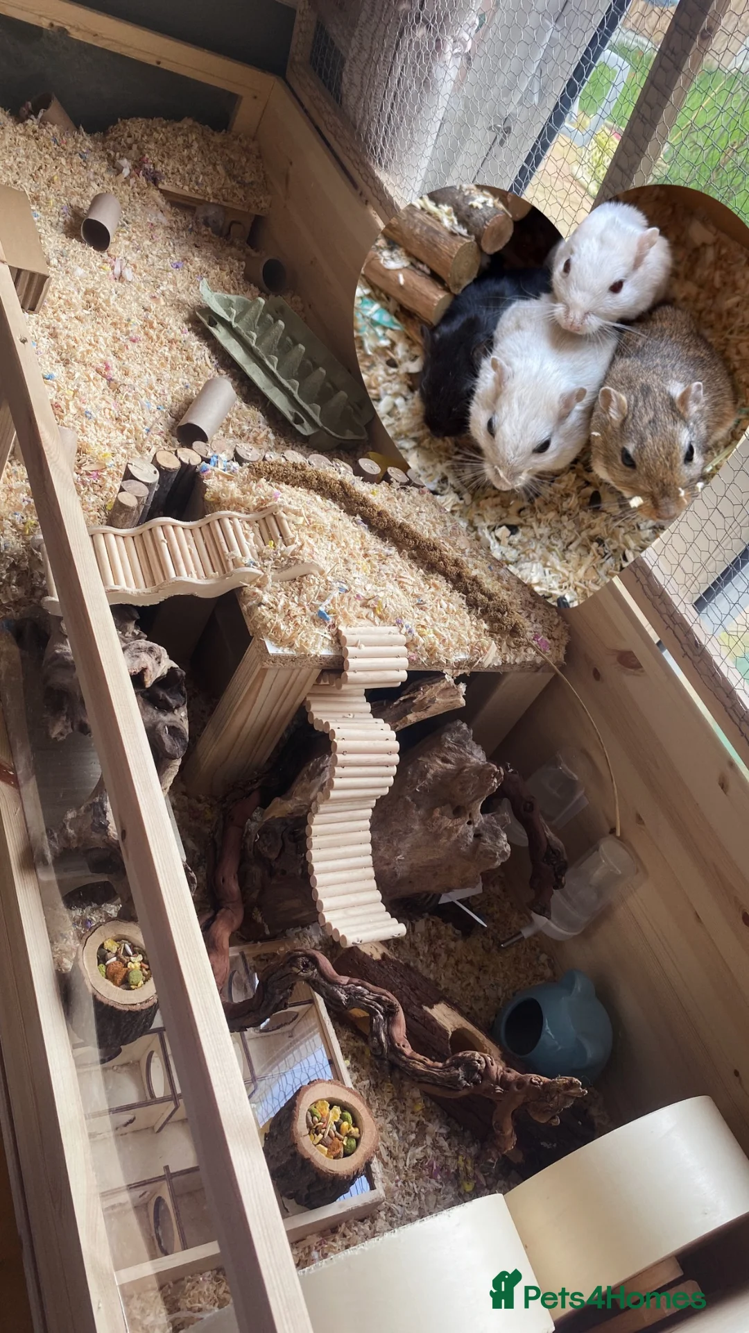 Gerbil rodents for sale: 4x Friendly Gerbils with huge cage full set up  - Advert 2