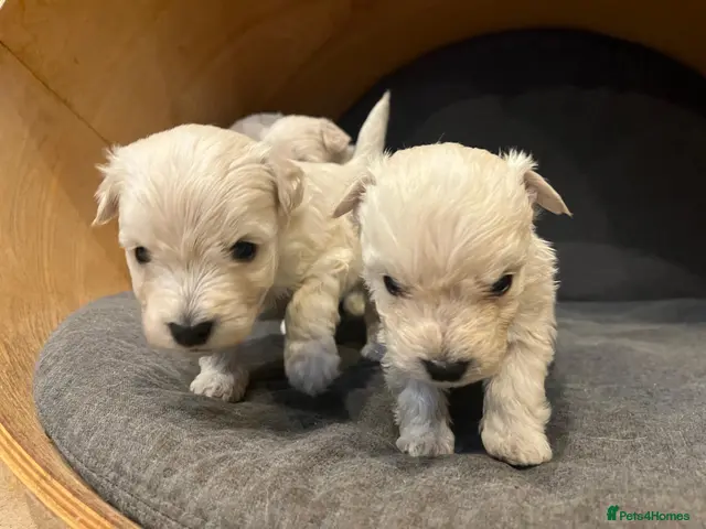 Westiepoo dogs for sale: Gorgeous Westiepoo Puppies - Advert 2