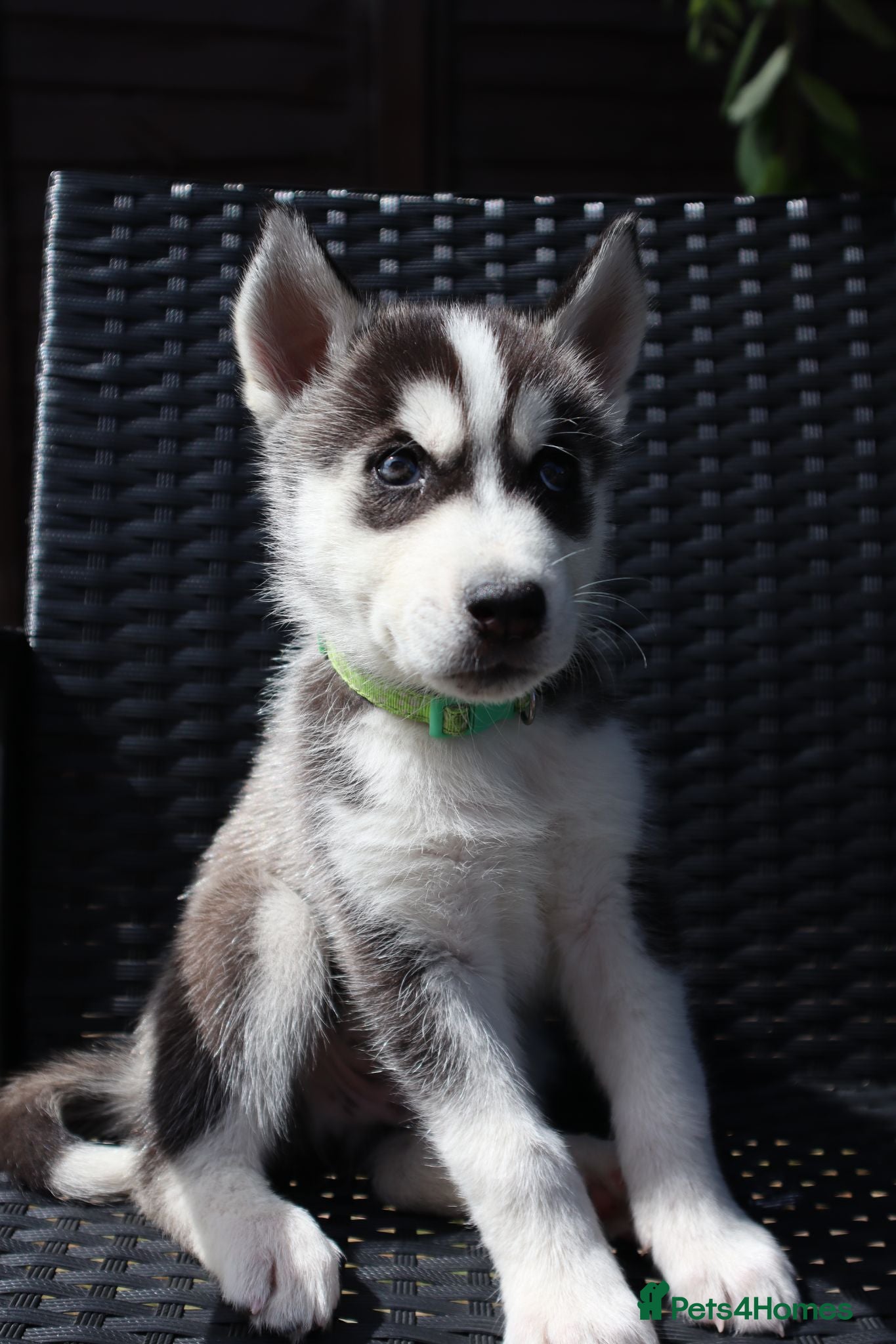 Siberian Husky dogs Purebred Huskies puppies READY TO GO TO NEW HOME  - Advert 1