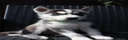 Siberian Husky dogs for sale: Purebred Huskies puppies READY TO GO TO NEW HOME  - Advert 2