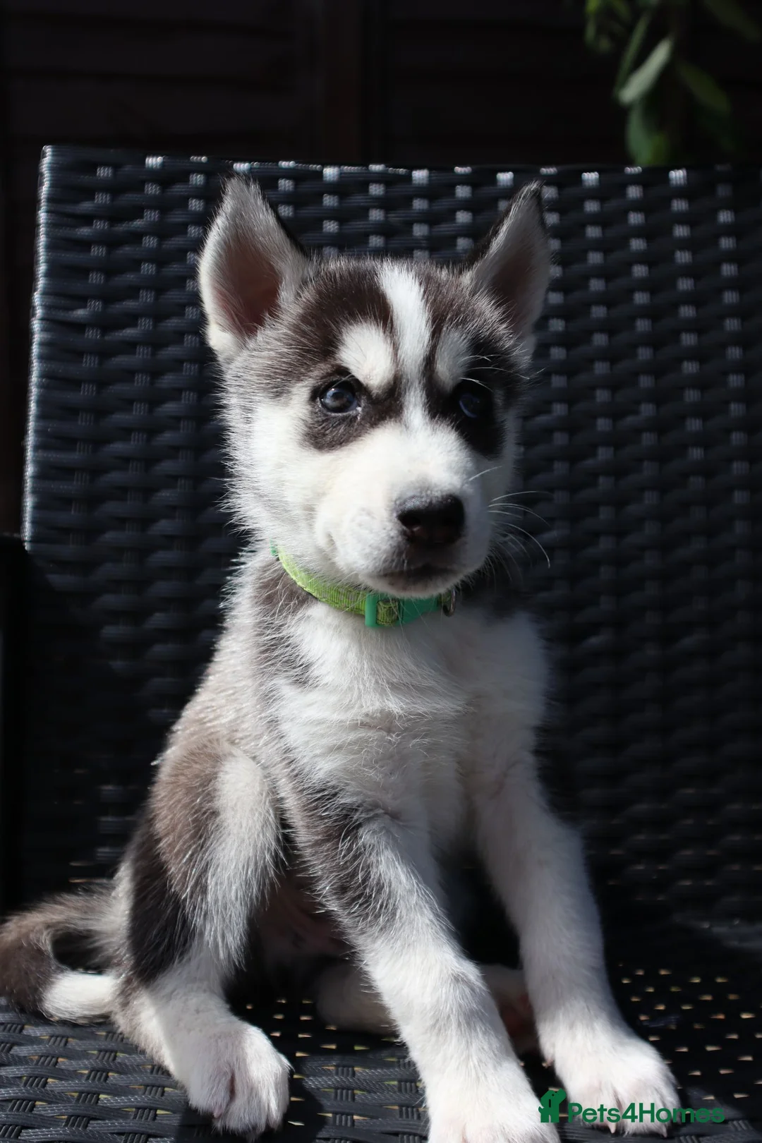Siberian Husky dogs for sale: Purebred Huskies puppies READY TO GO TO NEW HOME  - Advert 2