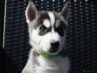 Siberian Husky dogs Purebred Huskies puppies READY TO GO TO NEW HOME - Advert 1