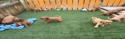 Cavapoo dogs for sale: Stunning F1 Cavapoo pups, out of DNA tested parent - Advert 6