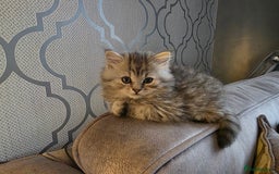 British Shorthair cats for sale: Norwegian forest cat x - Image 12