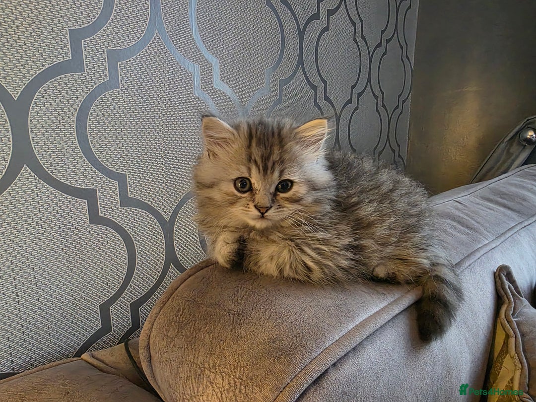 British Shorthair cats for sale: Norwegian forest cat x - Image 12