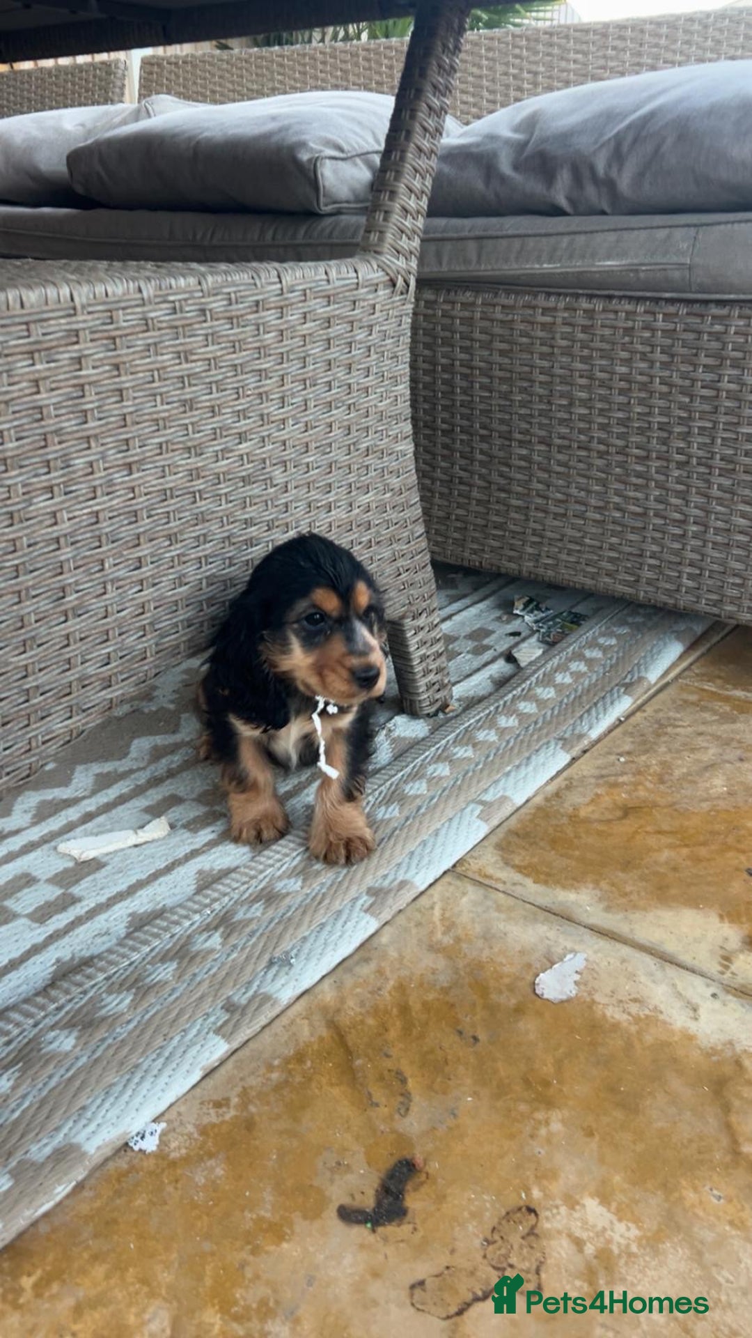 Cocker Spaniel dogs for sale: Show type cocker spaniel puppy’s.  - Advert 2