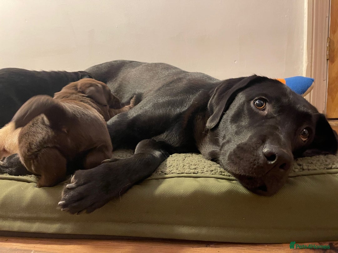 Labrador Retriever dogs for sale: Chunky Labrador Puppies (3 Girls & 2 Boys) - Advert 9