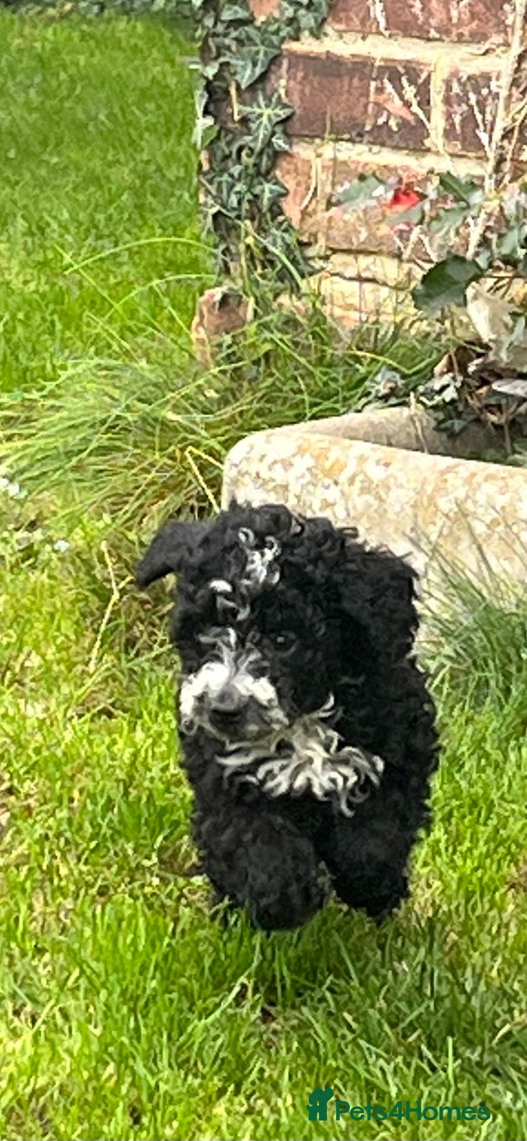 Cockapoo dogs for sale: Cockapoo F1B ready to leave  - Image 11