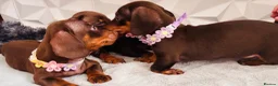 Miniature Dachshund dogs for sale: 🌟🌟Beautiful tan/fawn miniature dachshund🌟 🌟 - Advert 34