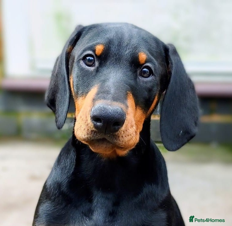 Dobermann dogs Evalesco Dobermanns - Advert 4