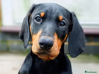 Dobermann dogs Evalesco Dobermanns - Advert 4