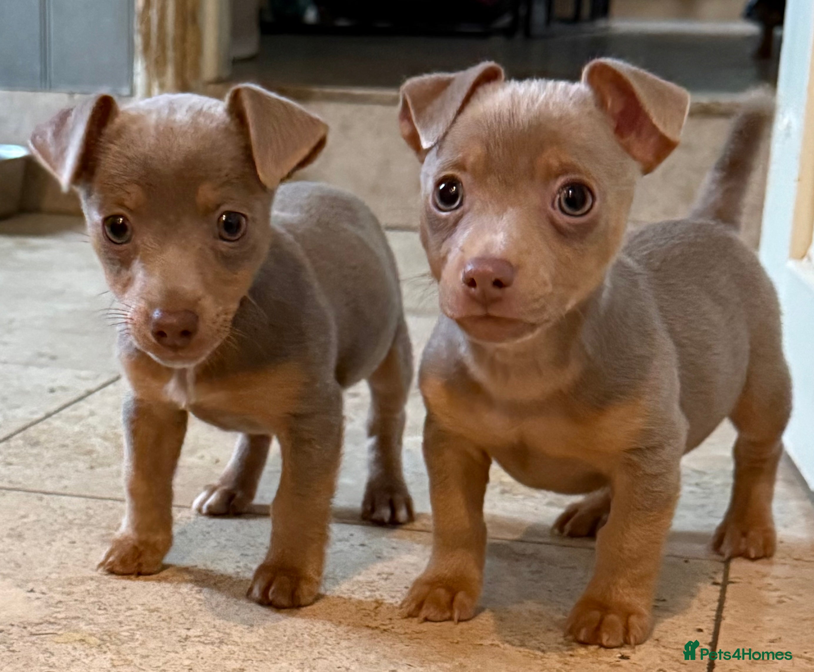 Jack Russell dogs Family Bred Chocolate & Lilac Jack Russells - Advert 4