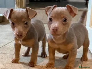 Jack Russell dogs Family Bred Chocolate & Lilac Jack Russells - Advert 4