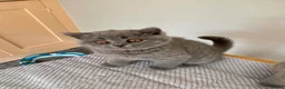 British Shorthair cats for sale: Blue female British shorthair possible active  - Advert 2