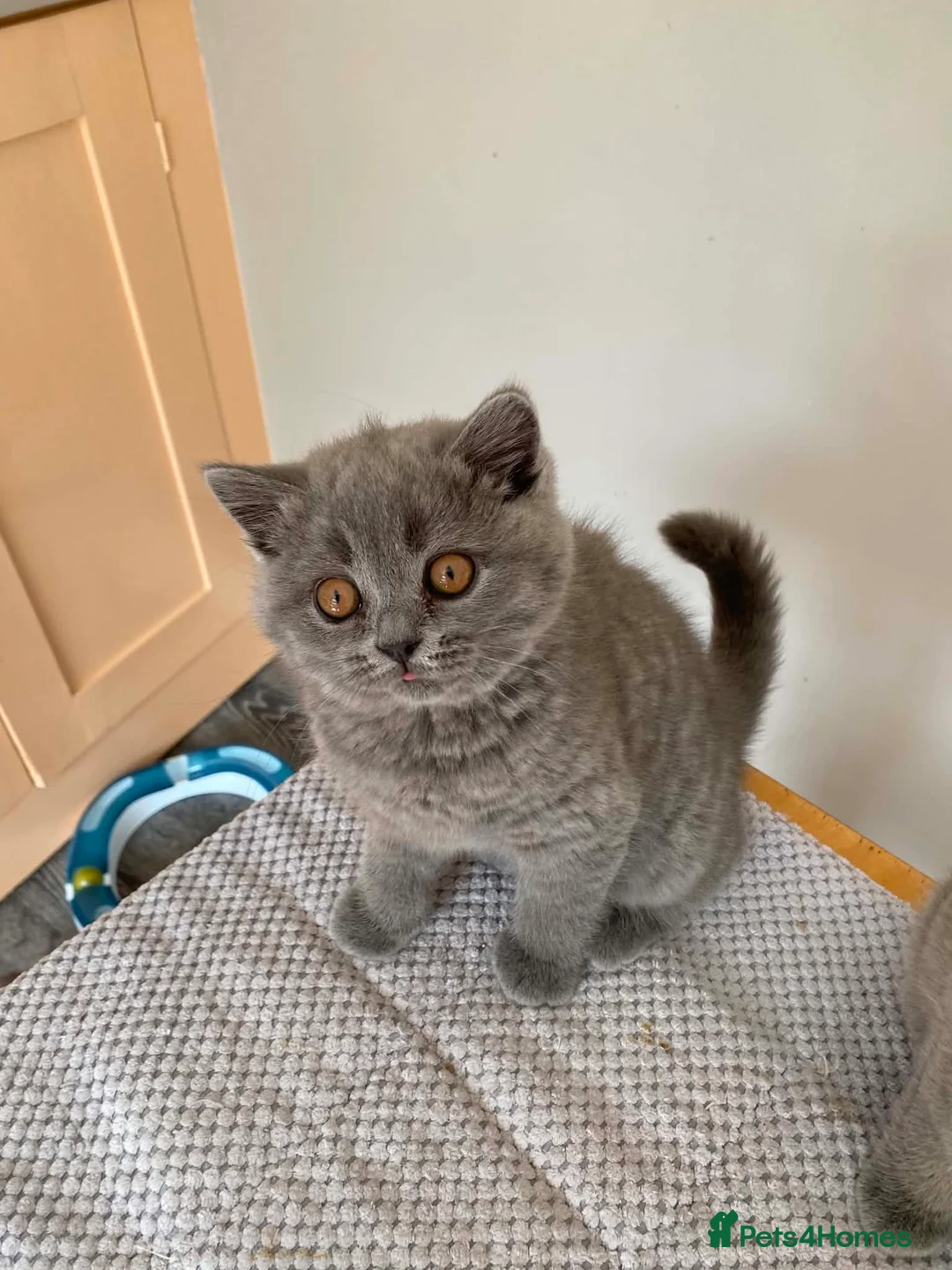 British Shorthair cats for sale: Blue female British shorthair possible active  - Advert 2