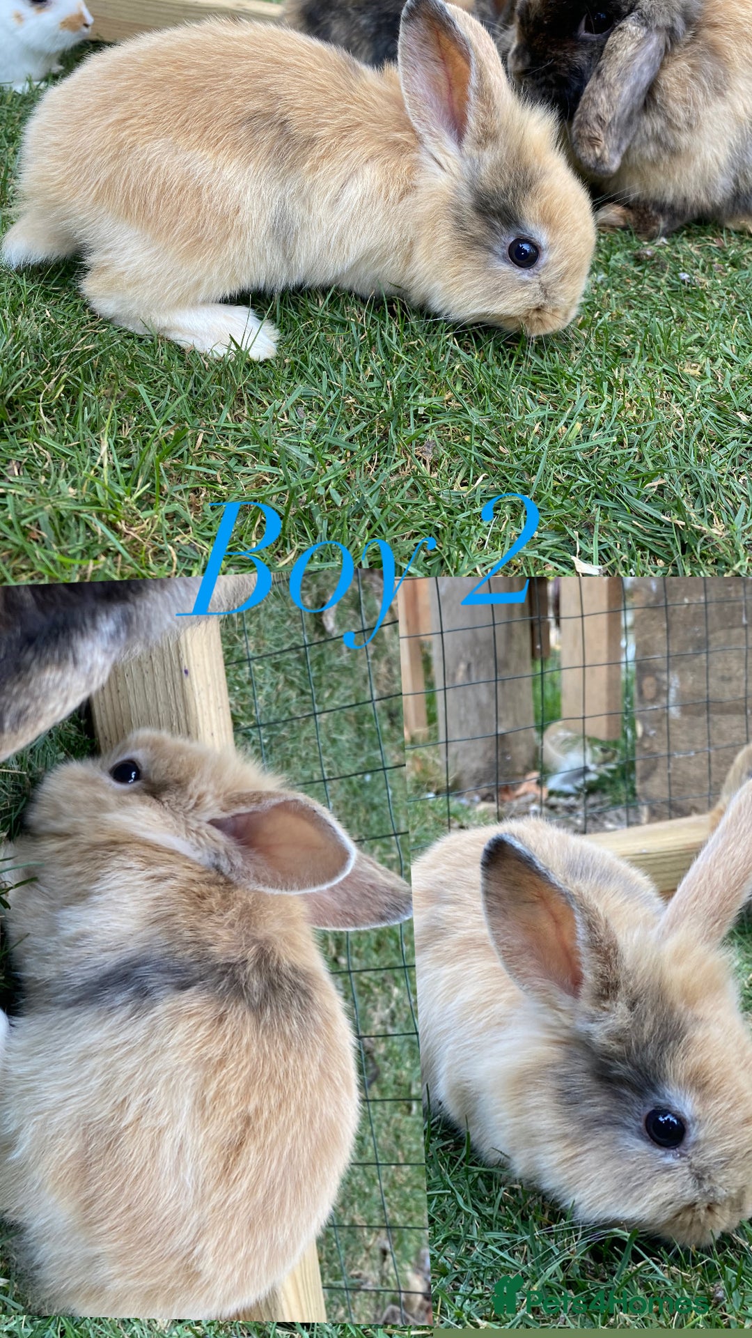Mini Lion Lop rabbits for sale: mini lion lop rabbits  - Image 5