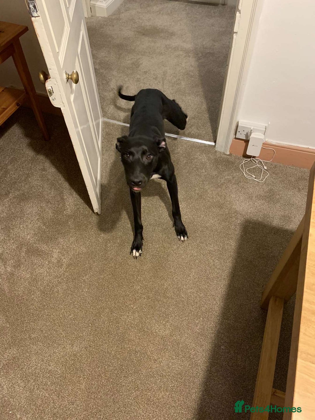 Lurcher dogs for sale: 1 Year Old Lurcher Called Vinnie - Image 2
