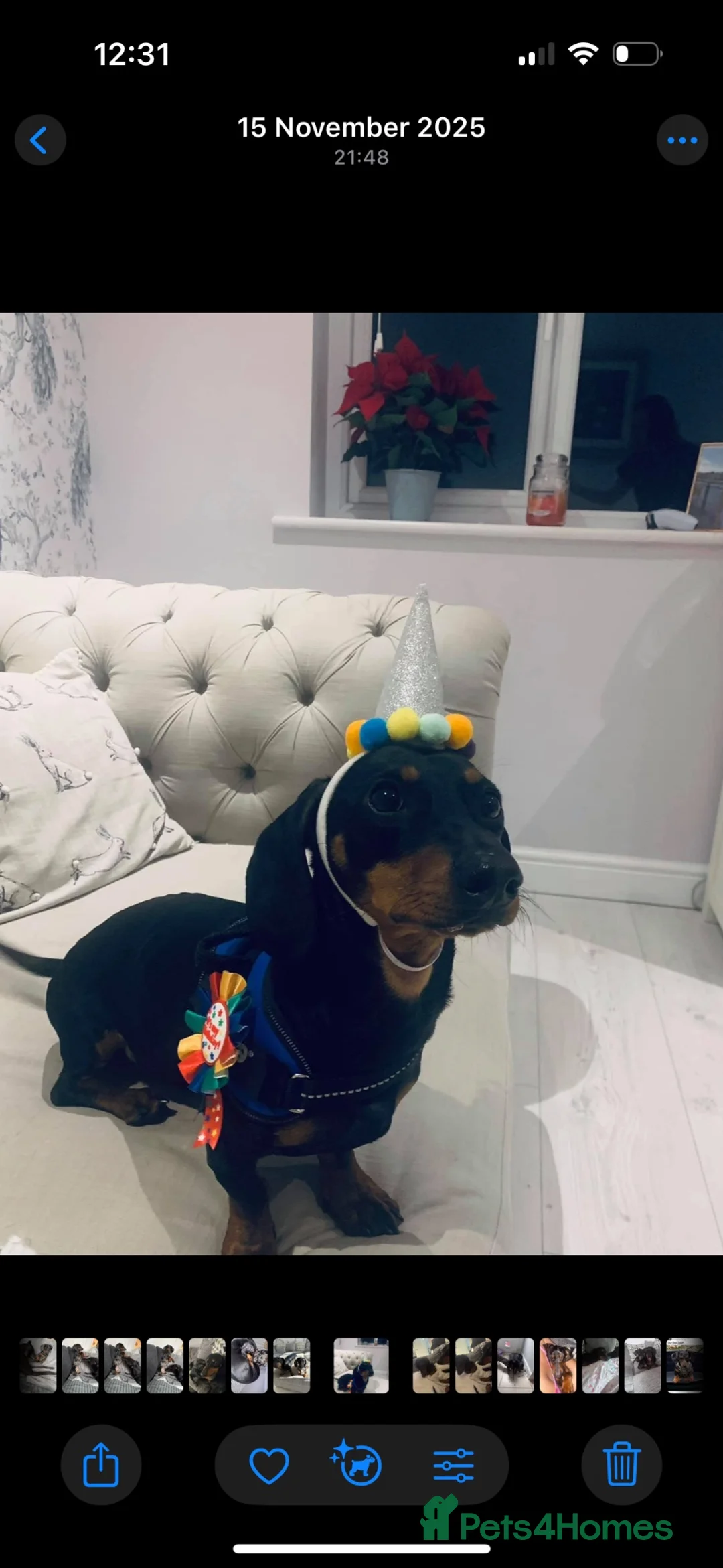 Dachshund dogs for sale: 2 beautiful male dachshunds  in Barrow-in-Furness - Advert 2