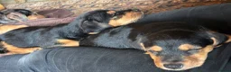 Mixed Breed dogs for sale: Jack Russell Mix Breed Puppies in Woodbridge - Advert 3