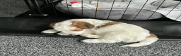 Mixed Breed dogs for sale: Havanese mix puppies in Thurso - Advert 5