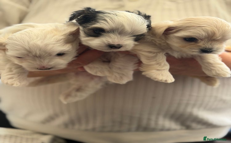 Morkie dogs - Advert 14