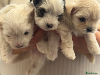 Morkie dogs - Advert 4
