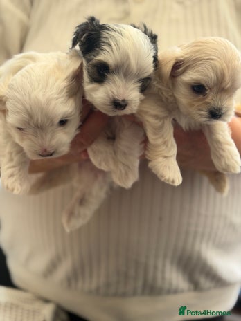 Morkie dogs - Advert 14