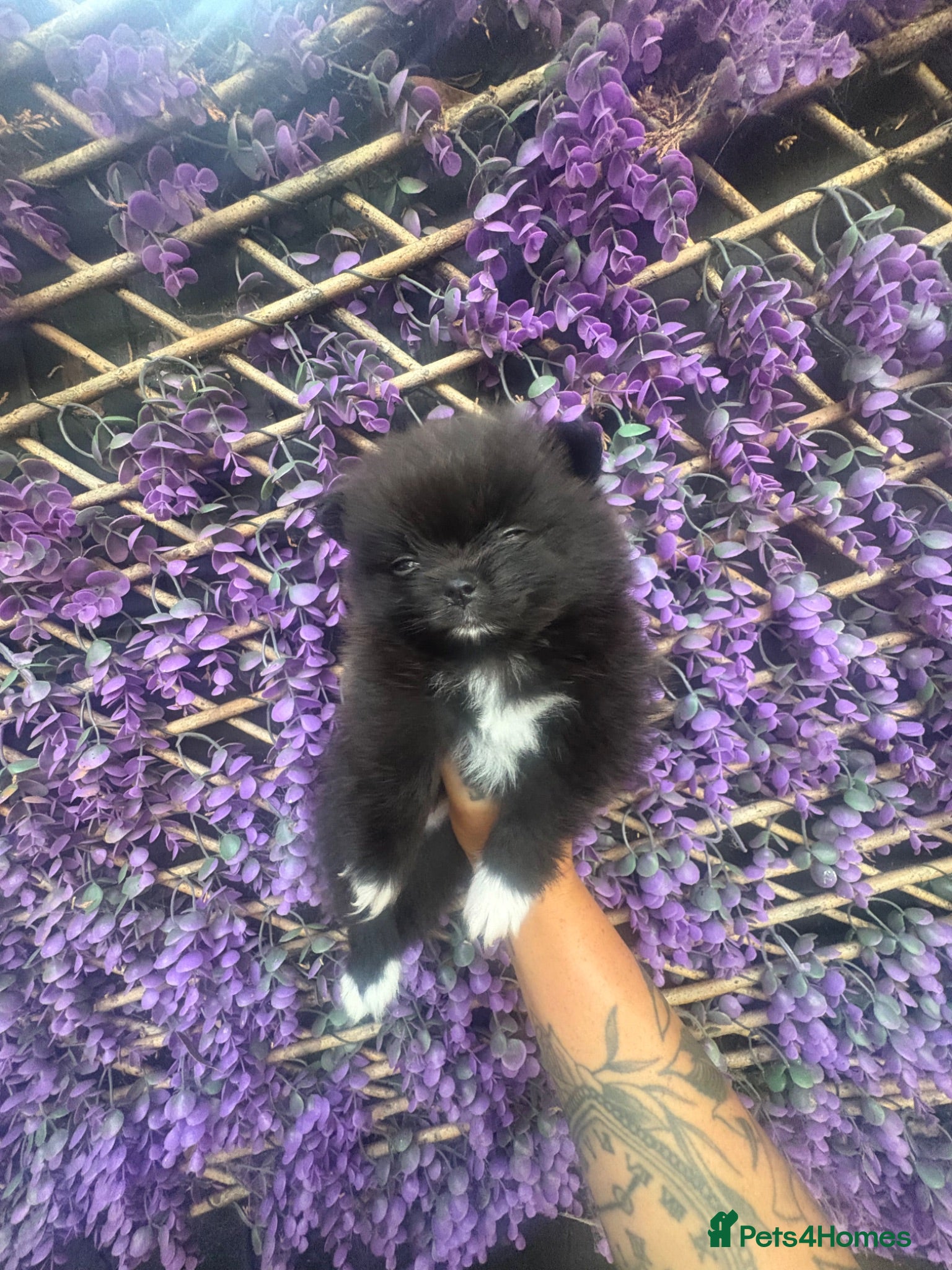 Pomeranian dogs 2 beautiful female kc poms  - Advert 4