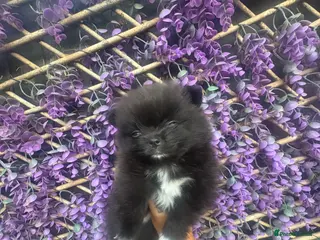 Pomeranian dogs 2 beautiful female kc poms - Advert 4