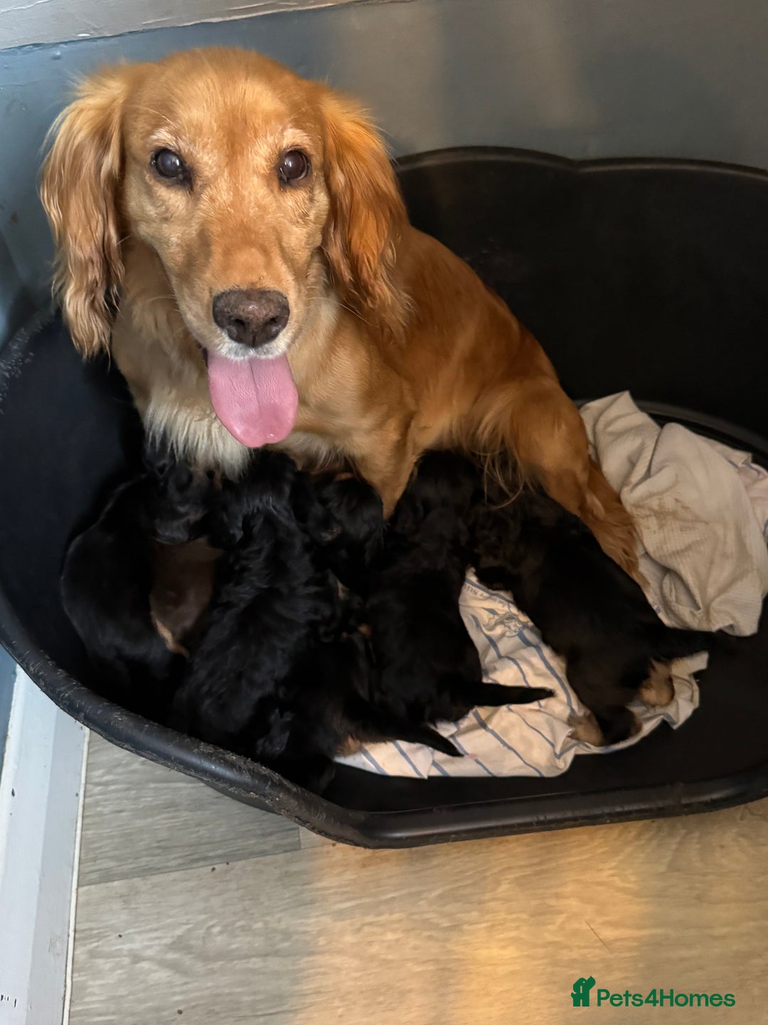 Cockapoo dogs for sale: 7 lovely cockerpoos  - Image 1