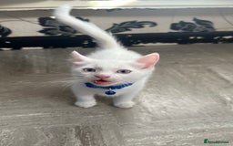 Mixed Breed cats for sale: White Gray and Ragdoll Kittens - Image 10