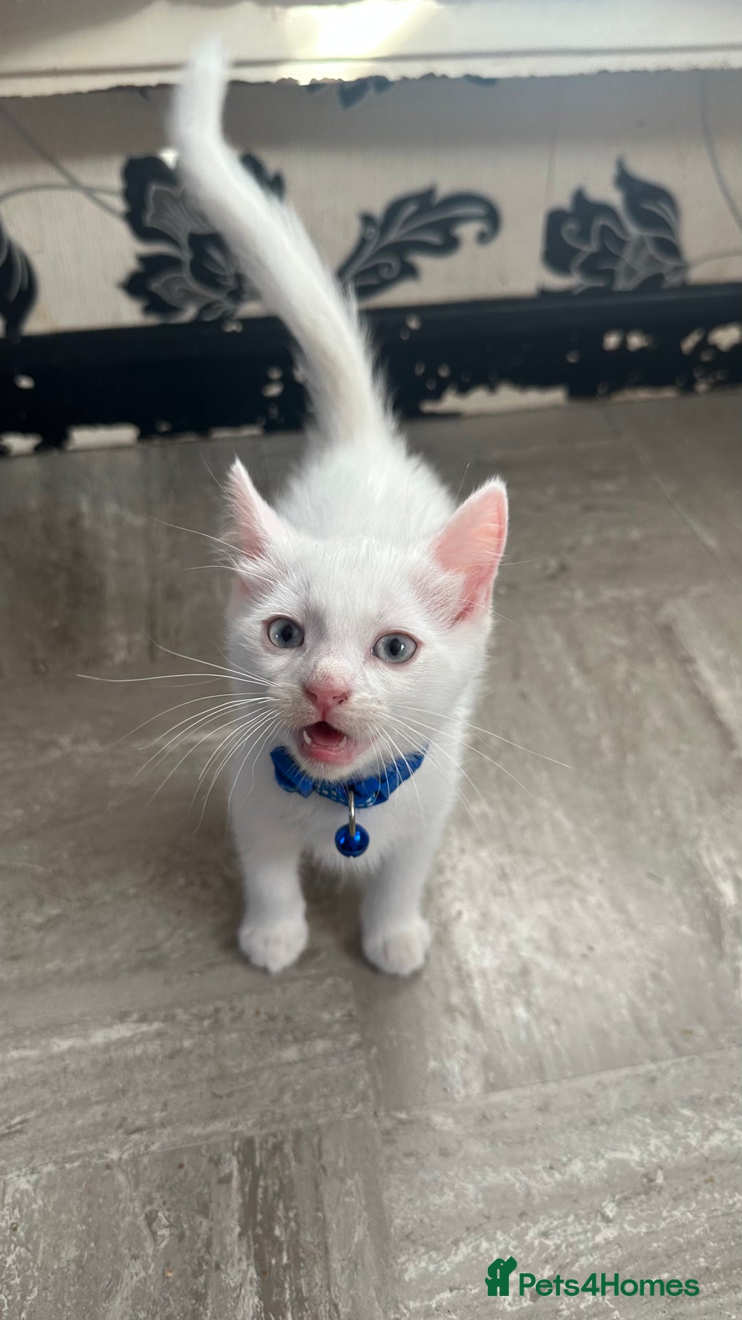 Mixed Breed cats for sale: White Gray and Ragdoll Kittens - Image 10