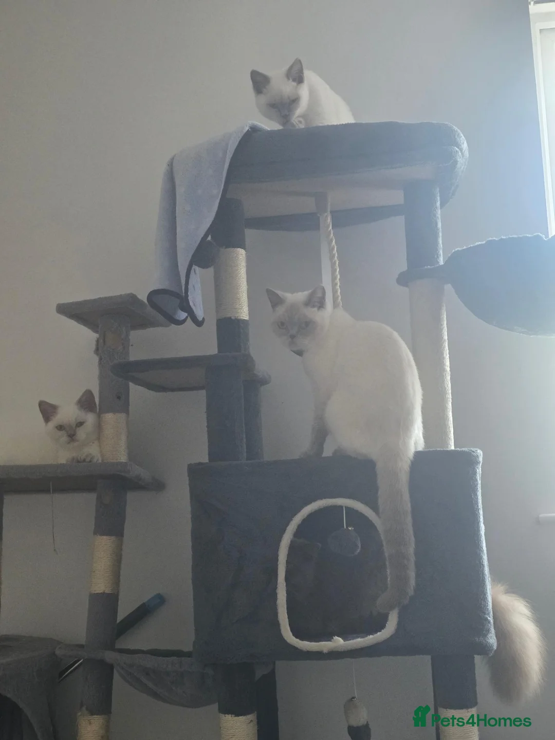 British Shorthair cats for sale: One british longhair for sale - Advert 1