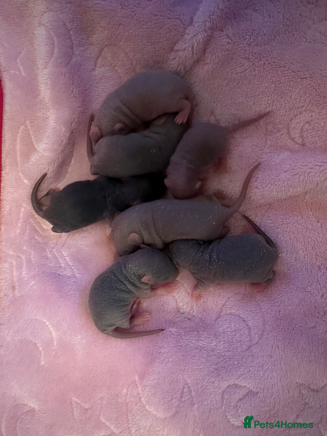 Rat rodents for sale: 🐭✨ Baby Dumbo Rats Looking for Forever Homes  - Image 2