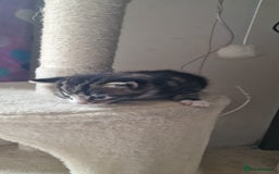 Mixed Breed cats for sale: Eu**an Short Haired Kittens - Image 3