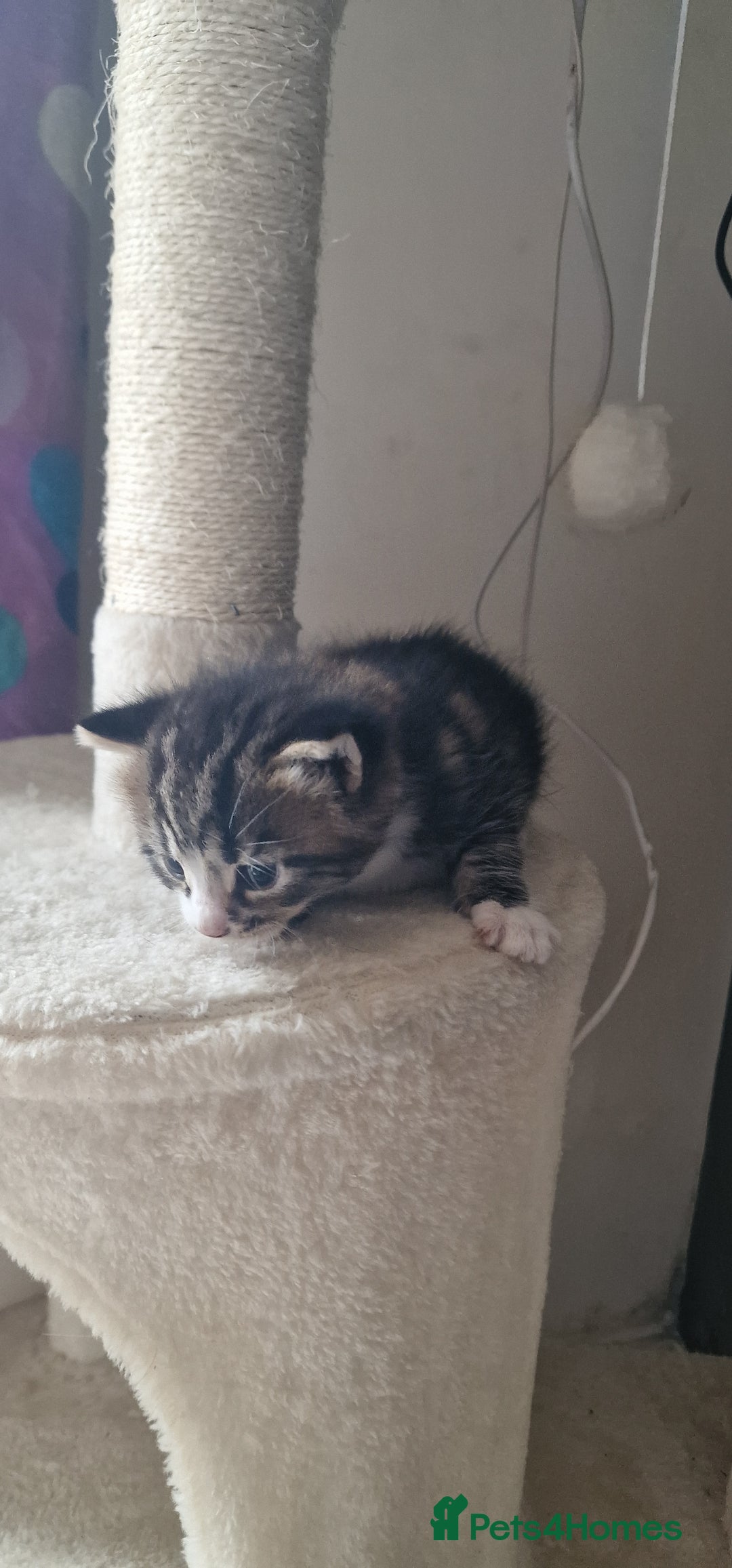 Mixed Breed cats for sale: Eu**an Short Haired Kittens - Image 3
