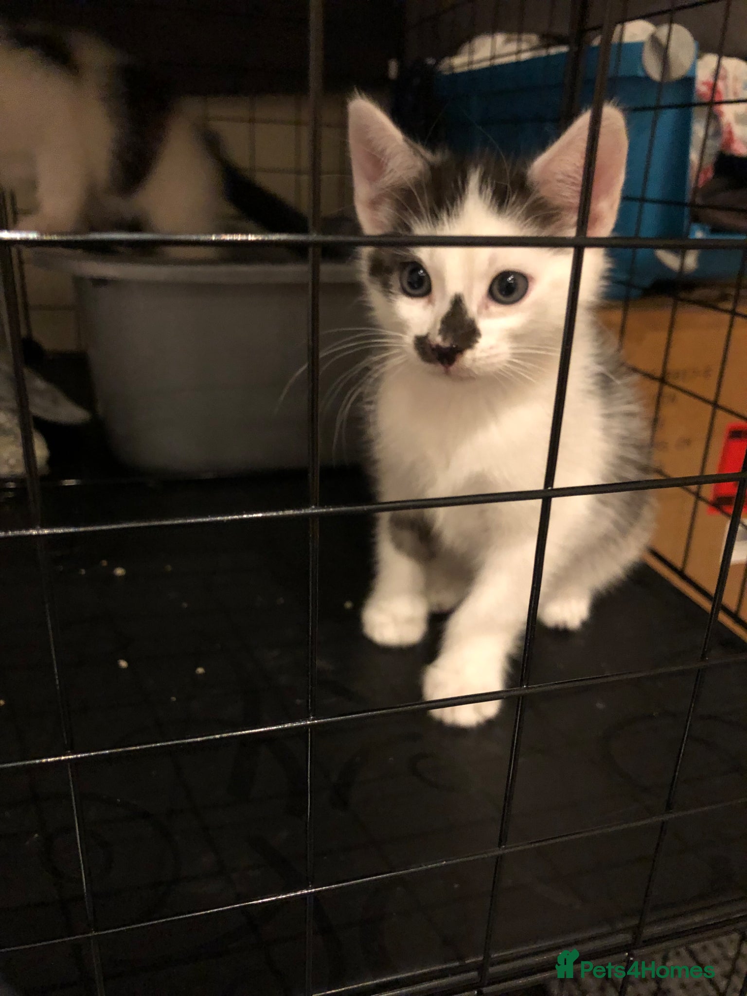 Mixed Breed cats one kitten left for rehoming - Advert 17