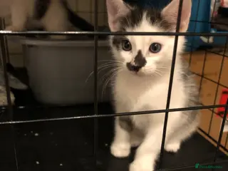 Mixed Breed cats one kitten left for rehoming - Advert 17