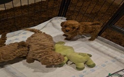 Maltipoo dogs for sale: F1b maltipoo puppies - Image 8