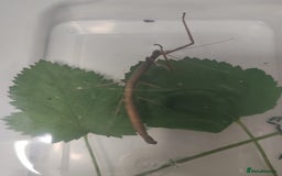 Stick Insects invertebrates for sale: Indian stick insects nymphs, juveniles and mature  - Image 3