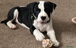 Mixed Breed dogs for sale: American Bulldog x Cocker Spaniel puppy - Image 5