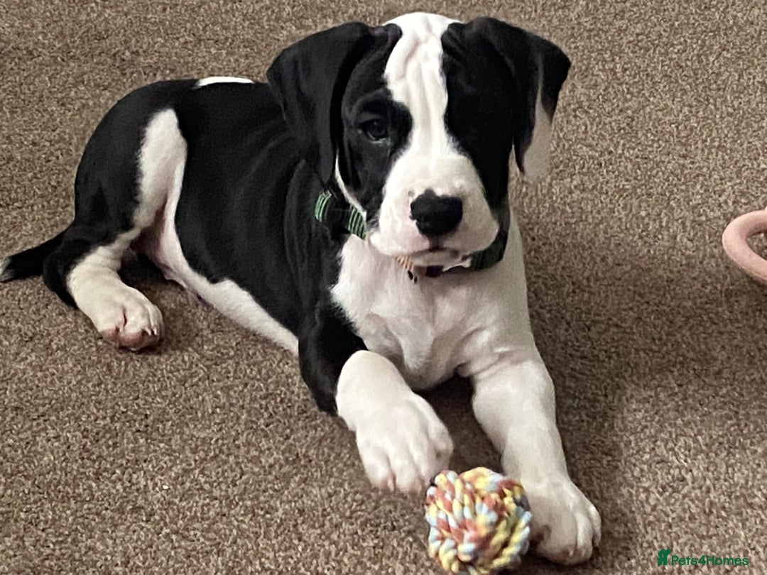 Mixed Breed dogs for sale: American Bulldog x Cocker Spaniel puppy - Image 5