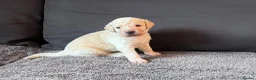 Labradoodle dogs for sale: Happy and healthy Labradoodle puppies! - Advert 20