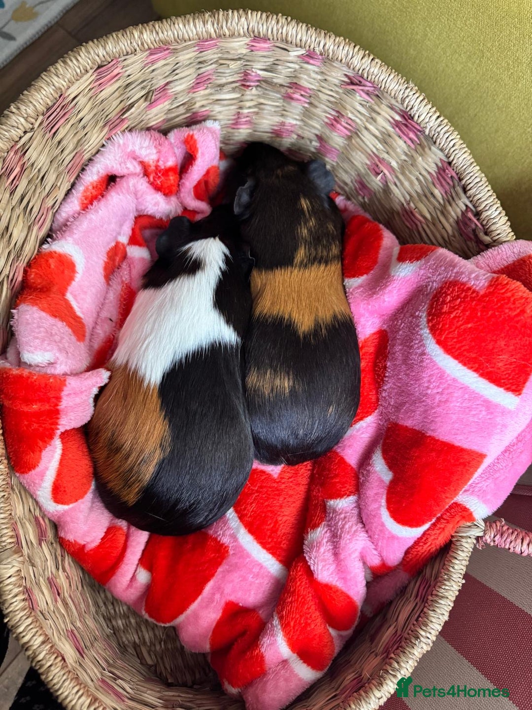 Guinea Pig rodents for sale: Guinea pigs bonded girls  - Image 5