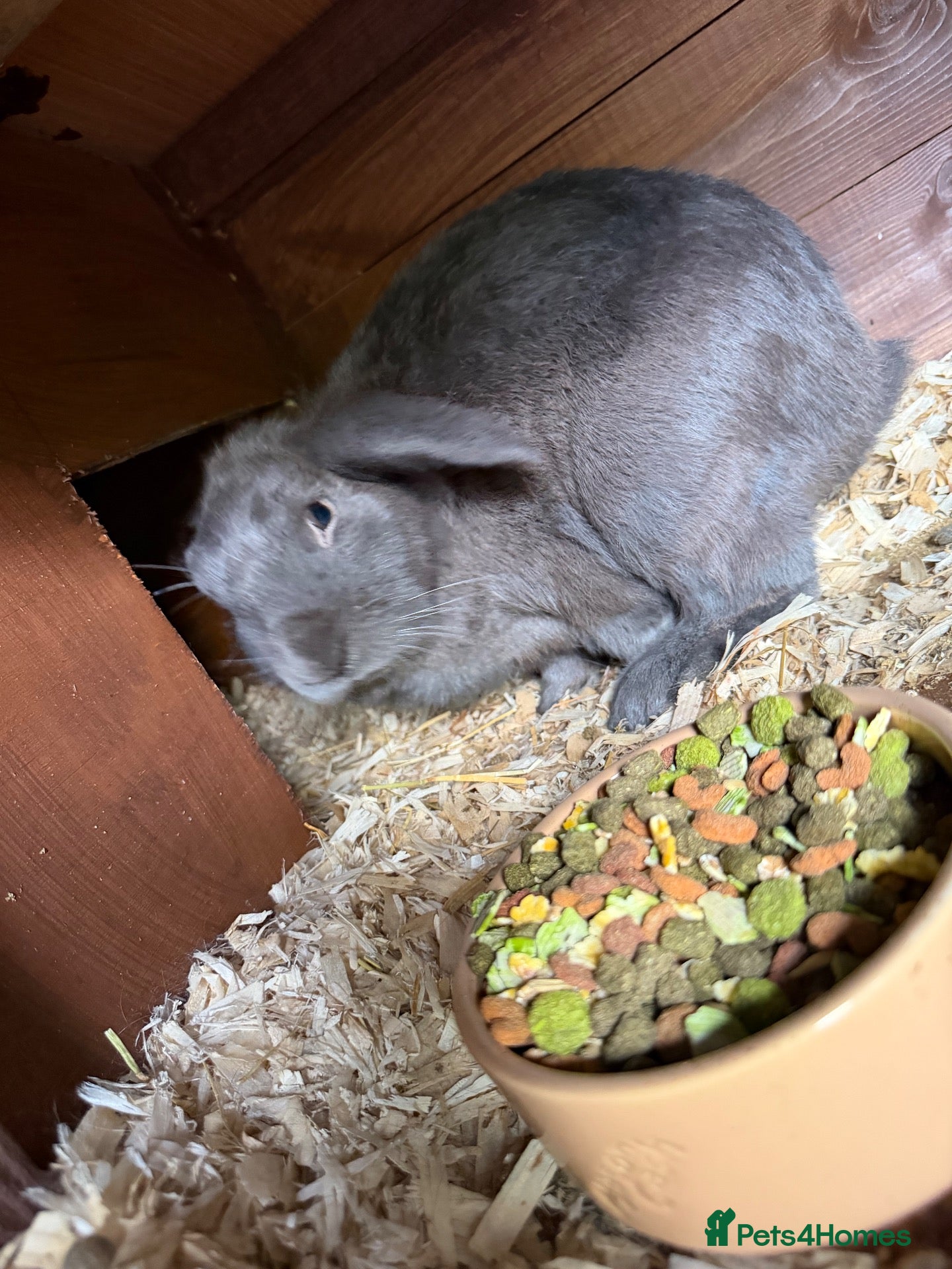 Mini Lop rabbits Two mini lop rabbits  - Advert 4