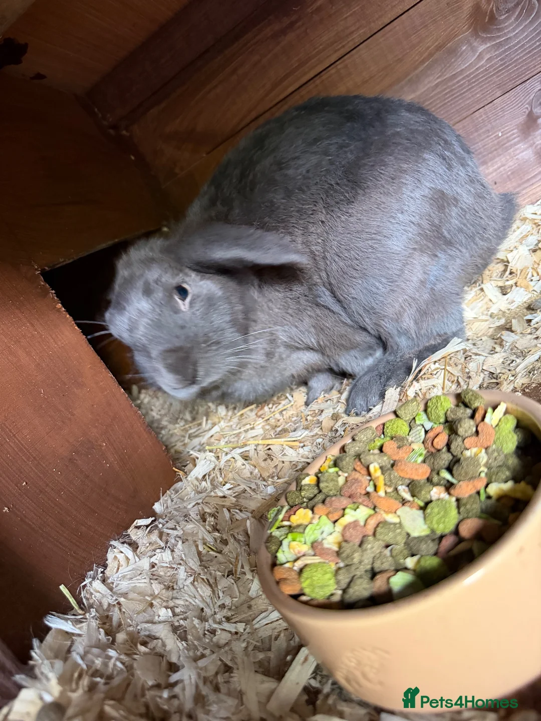 Mini Lop rabbits for sale: Two mini lop rabbits  - Advert 1