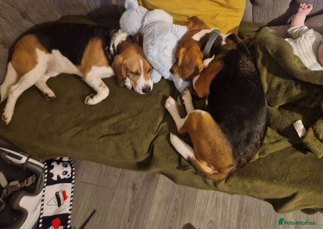 Beagle dogs for sale: Pair of beagle dogs for rehoming. - Advert 2