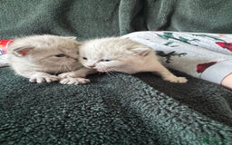 Bengal cats for sale: REDUCED Snow BengalS 1 REMAINING FEMALES REDUCED in Hook - Image 10