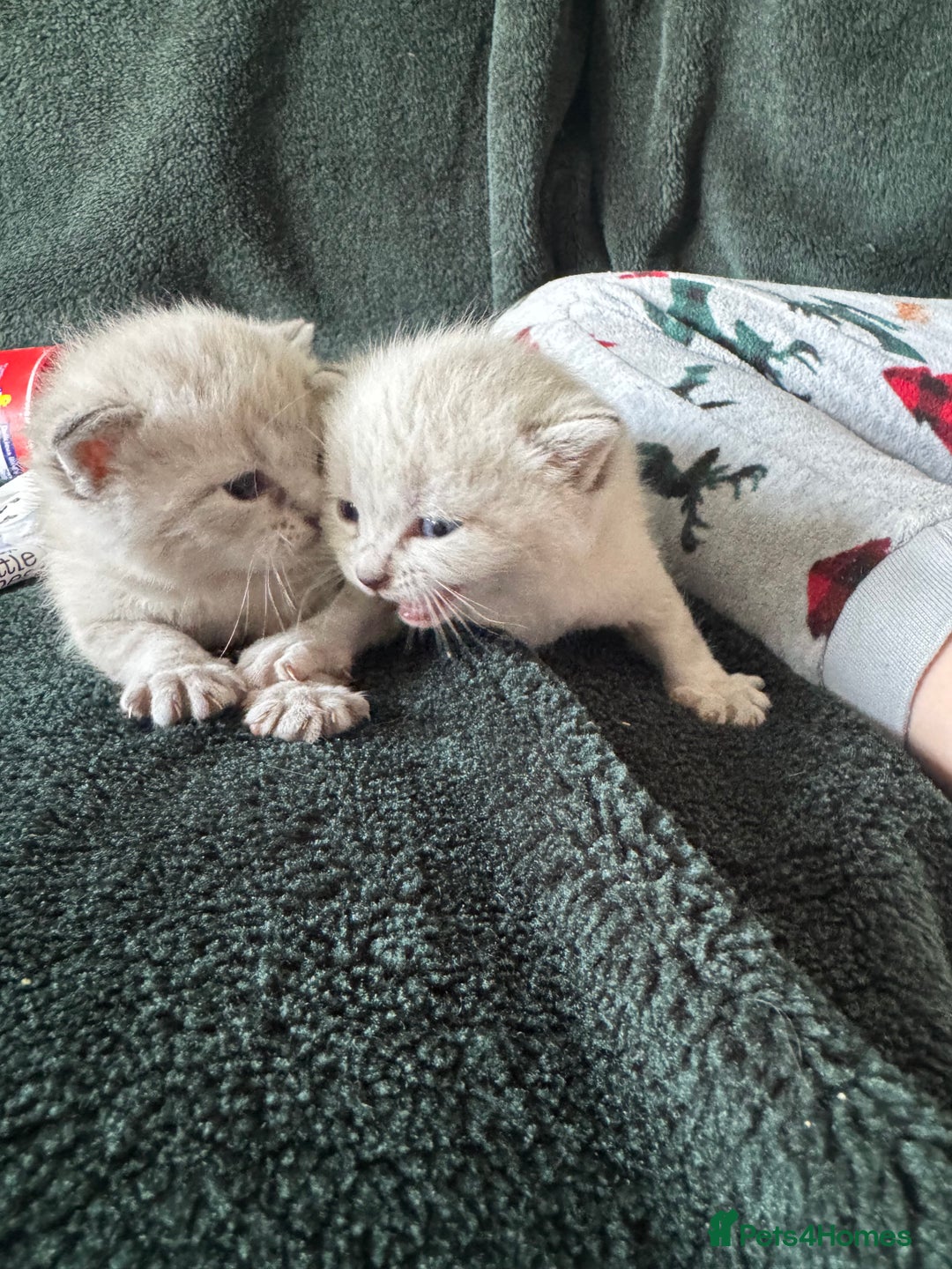 Bengal cats for sale: REDUCED Snow BengalS 1 REMAINING FEMALES REDUCED in Hook - Image 10